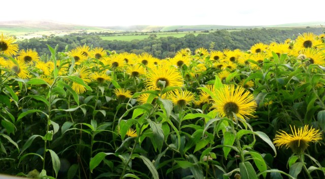 Flowers in the Penlan Uchaf Garden in the Gwaun valley