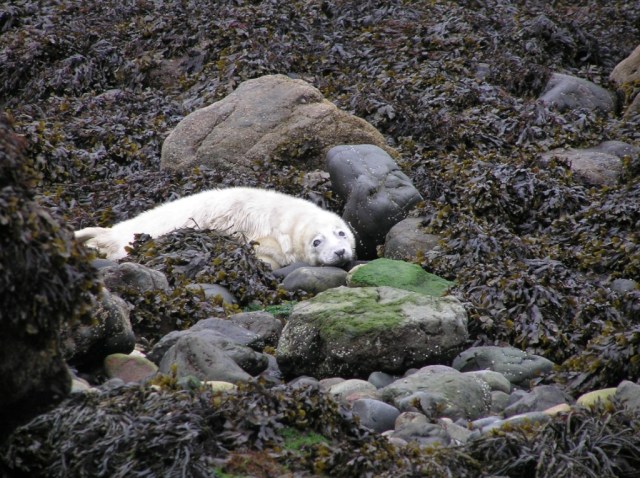 SealPups Pembrokeshire