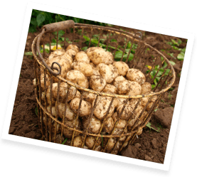 Pembrokeshire earlies