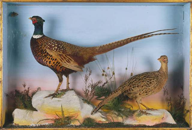 stuffed pheasants in a case
