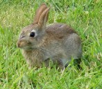 © Copyright Ann Harrison and licensed for reuse under this Creative Commons Licence.