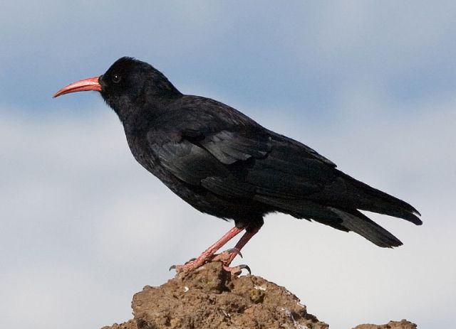 Chough (Pyrrhocorax pyrrhocorax)