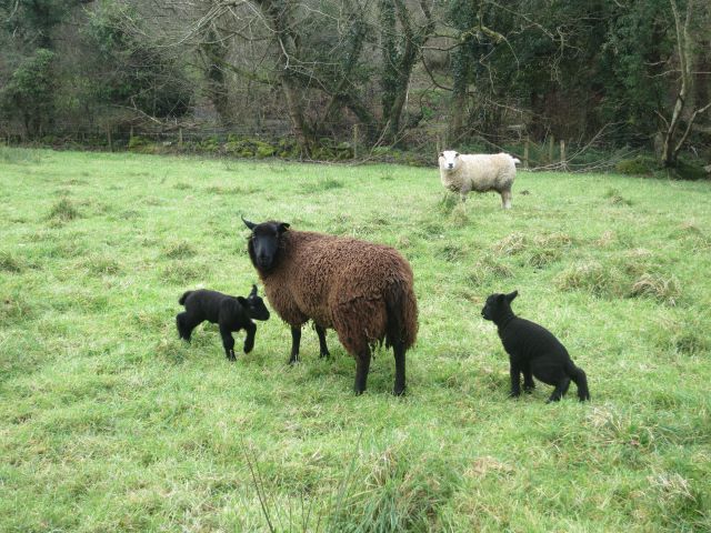 Lambs at Melin Tregwynt