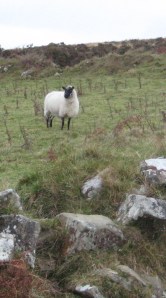 Sheep in the Preselis