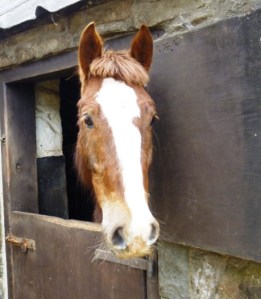 Horse-riding at AberFforest