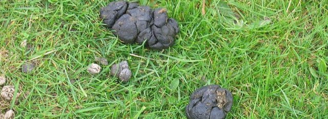Sheep dung