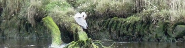 Heron at Newport bridge