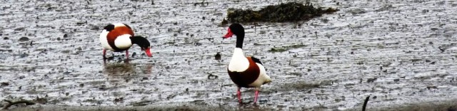 Shelduck on the estuary at Newport