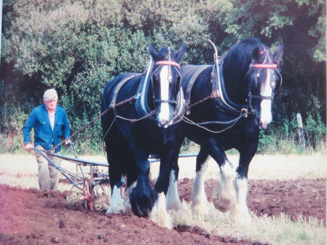 Ploughing with Bank house horses