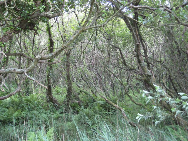 The wild wood between Pwllgwaelod and Cwm yr Eglwys