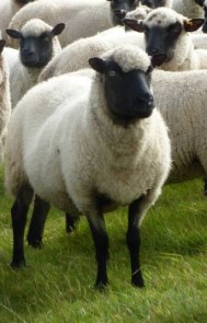 Llanwenog sheep
