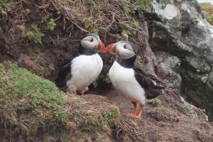 A pair of puffins outside their burrow on Skomer Island, Pembrokeshire