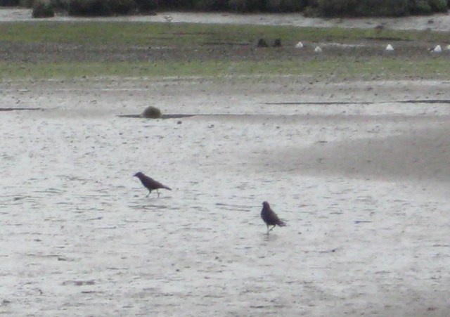 Crows in Nevern Estuary Newport