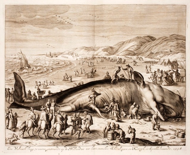 Hugo Grotius - Stranded Whale at Dutch sea coast 1598
