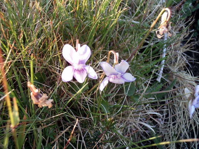 Violets in Dinas Cross.