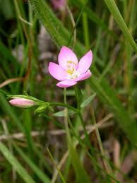 Perennial Centaury