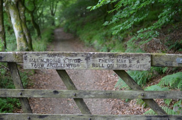 Caution there may be a bull